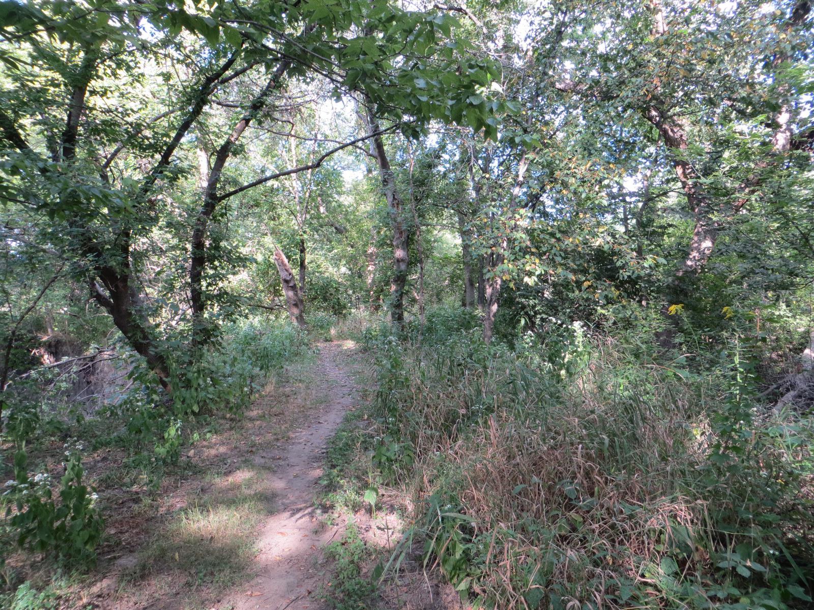 Trails into the woods