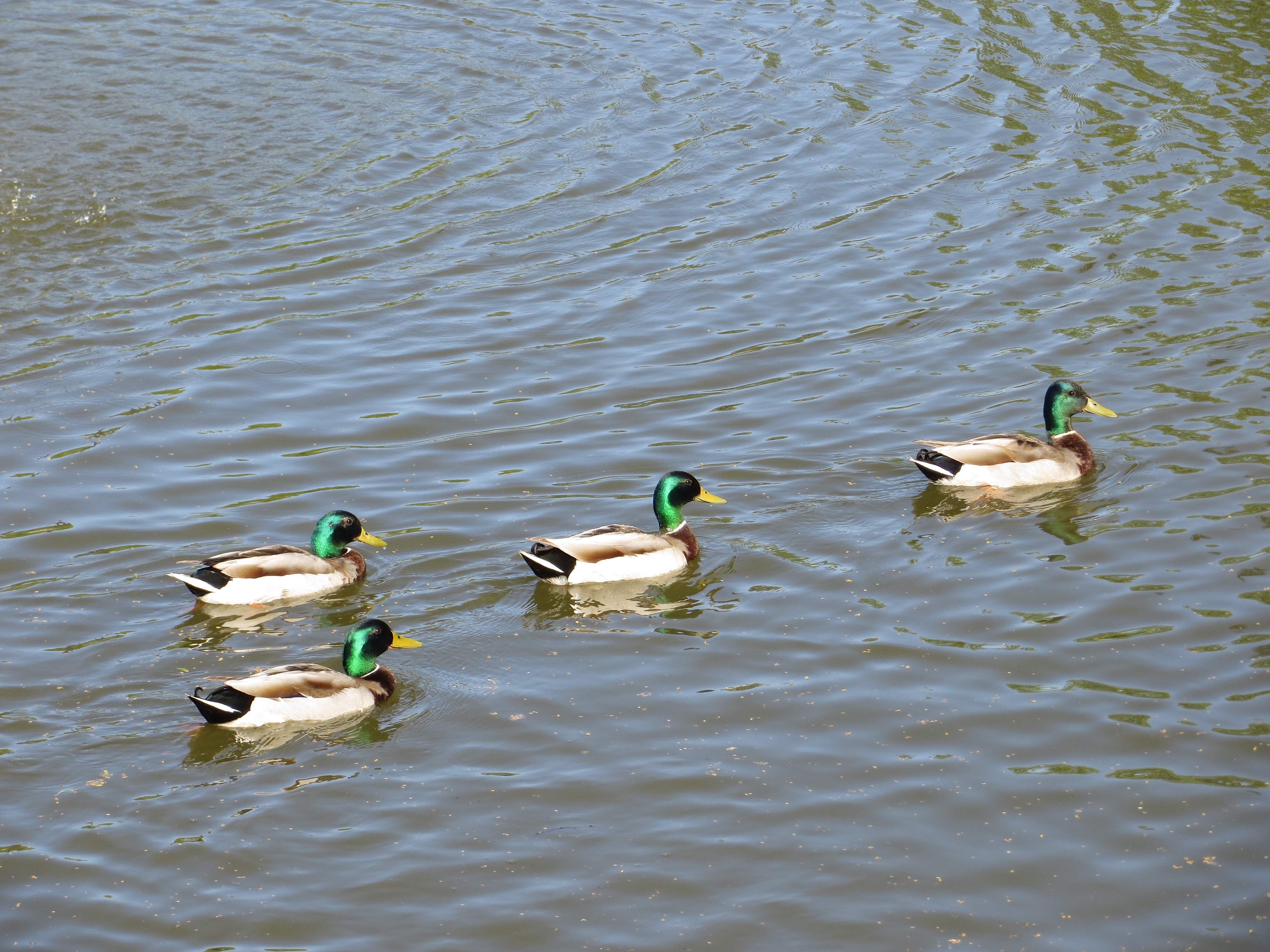Cool place for a swim