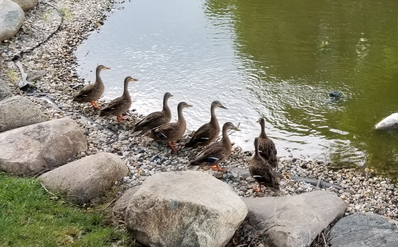 Ducks at Schools