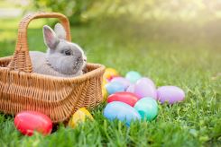 Bunny in a basket