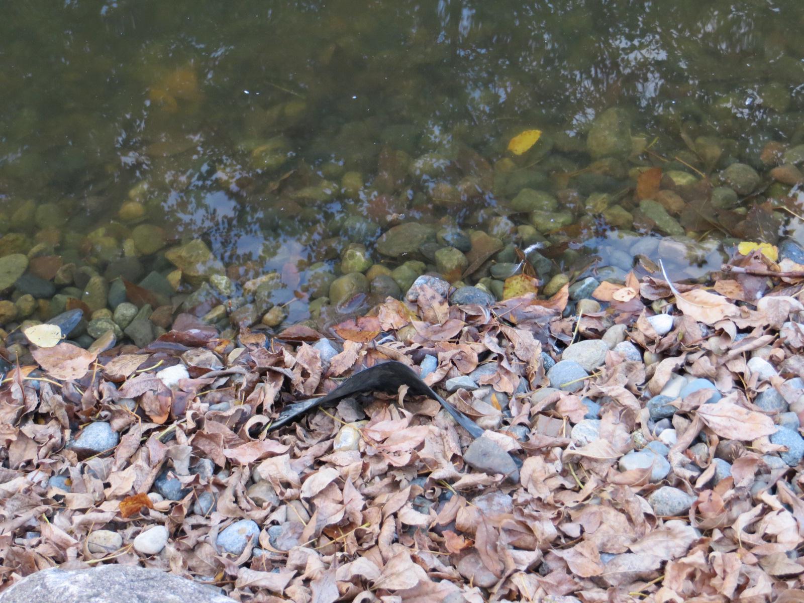 Rocks working theur way under the liner